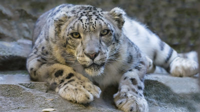 En snöleopard ligger på marken och tittar in i kameran. Den har vitgrå päls med svarta prickar och stora tassar.