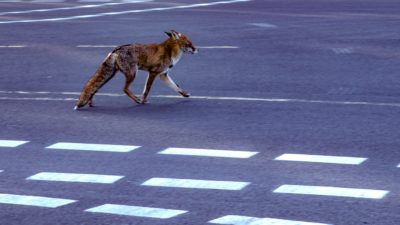 En räv går på gatan
