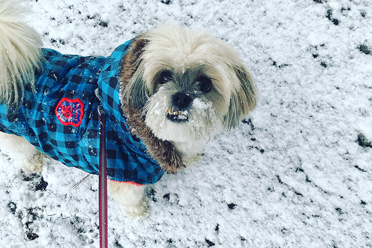 Hunden Mollie som tittar in i kameran.