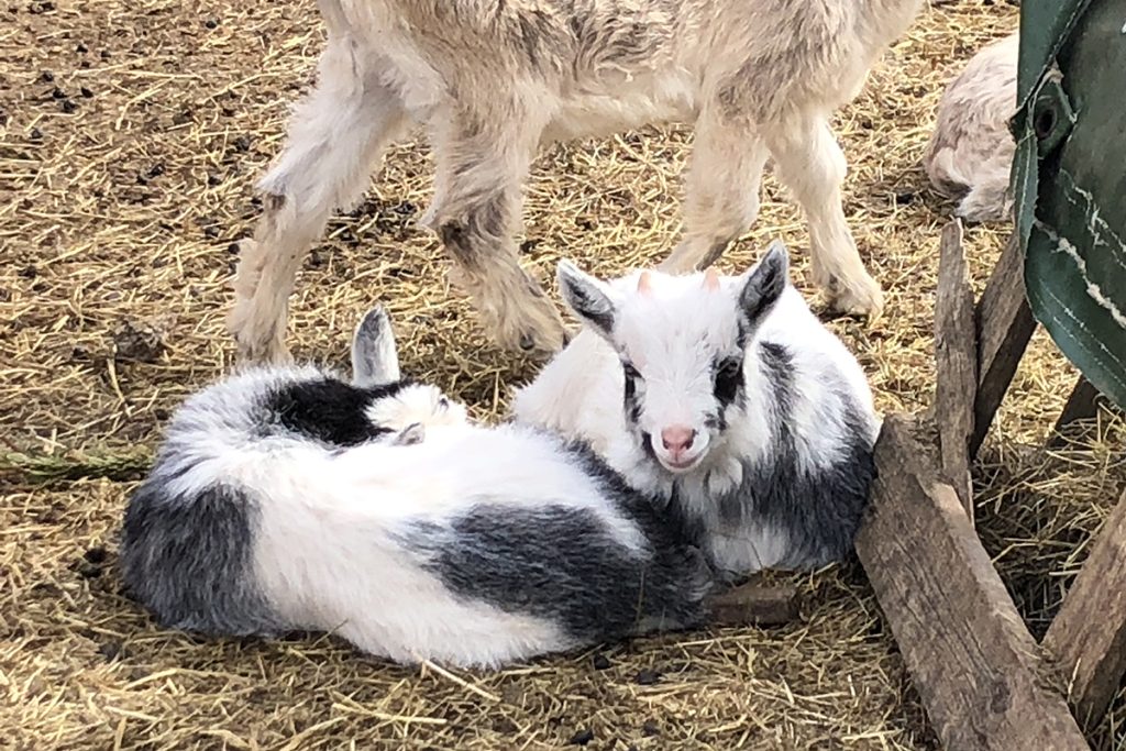 Killingar som ligger och vilar i halmen.